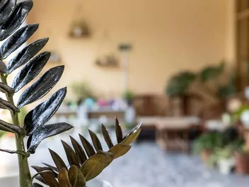 Zamiokulkas zamiolistny 'Supernova' - zdjęcie 2