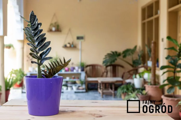 Zamiokulkas zamiolistny 'Supernova' Zamiokulkas zamiolistny 'Supernova'