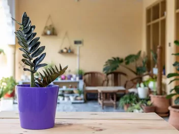 Zamiokulkas zamiolistny 'Supernova' - zdjęcie 3