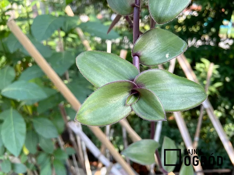 Trzykrotka 'Blushing Bride'