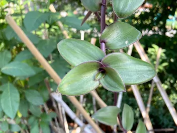 Ilustracja rośliny trzykrotka 'blushing bride'