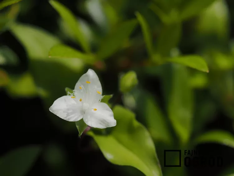 Rumieniec Panny Młodej