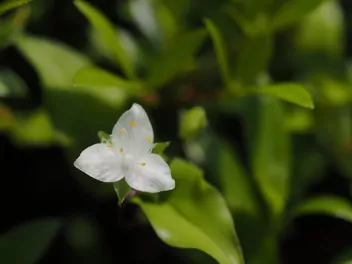 Trzykrotka 'Blushing Bride' - zdjęcie 2