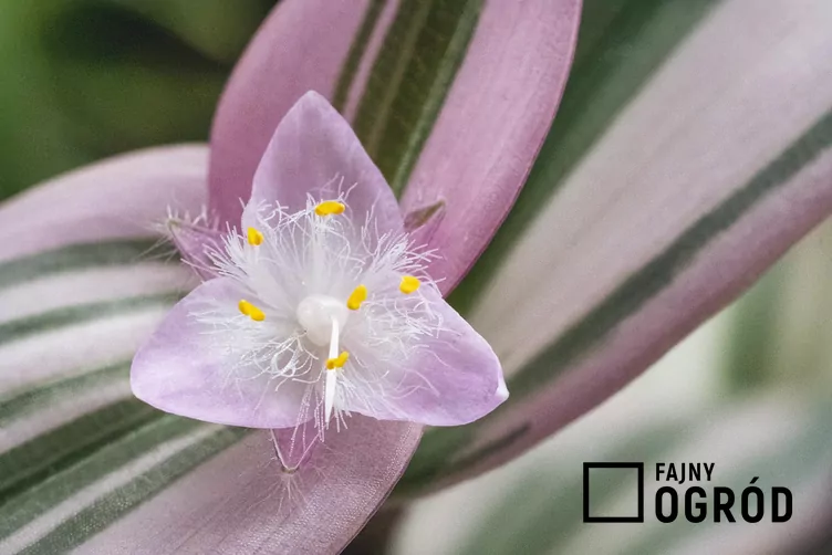 trzykrotka-lilac-1 Trzykrotka 'Lilac'