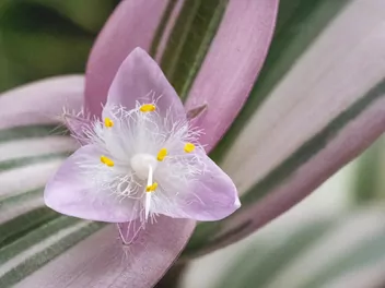 Zdjęcie ilustrujące trzykrotka 'lilac'