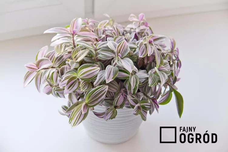 Tradescantia blossfeldiana 'Lilac'