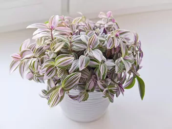 Trzykrotka 'Lilac' - zdjęcie 2