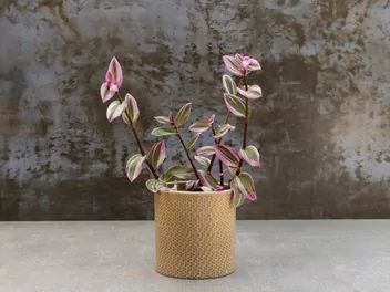 Trzykrotka 'Lilac' - zdjęcie 3