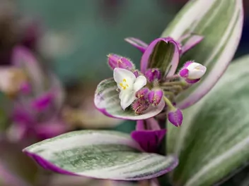 Trzykrotka 'Lilac' - zdjęcie 4