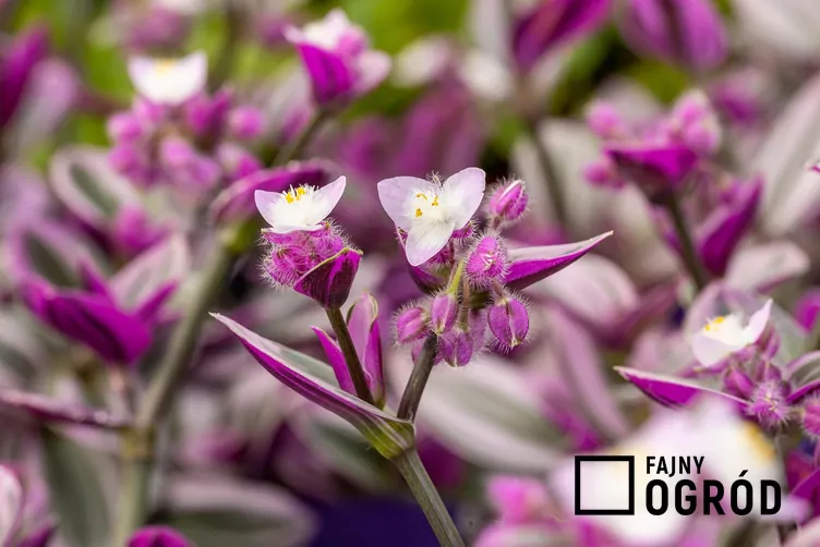 Trzykrotka 'Lilac' - zdjęcie 5