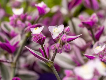 Trzykrotka 'Lilac' - zdjęcie 5