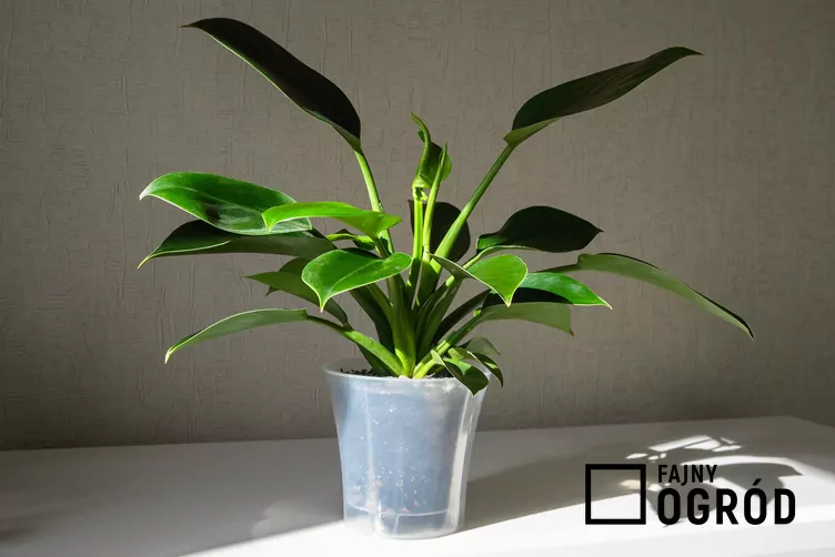 Filodendron 'Green Princess'