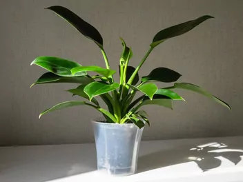 Filodendron 'Green Princess' - zdjęcie 2