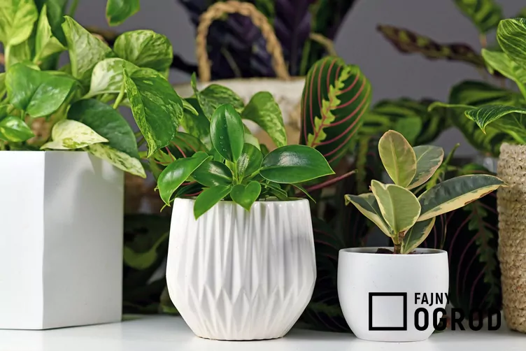 Filodendron 'Green Princess'