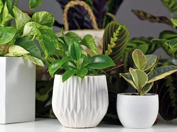 Filodendron 'Green Princess' - zdjęcie 3