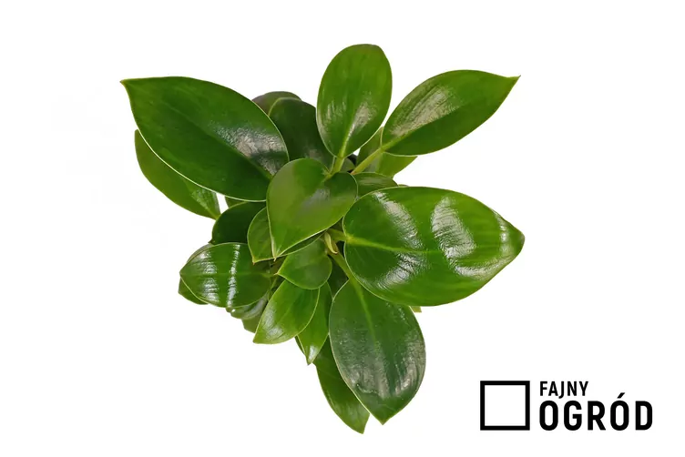 Filodendron 'Green Princess'