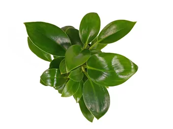 Zdjęcie ilustrujące filodendron 'green princess'