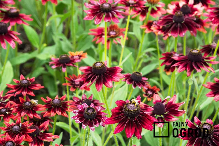 Rudbekia 'Cherry Brandy'
