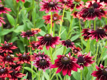 Rudbekia 'Cherry Brandy' - zdjęcie 2