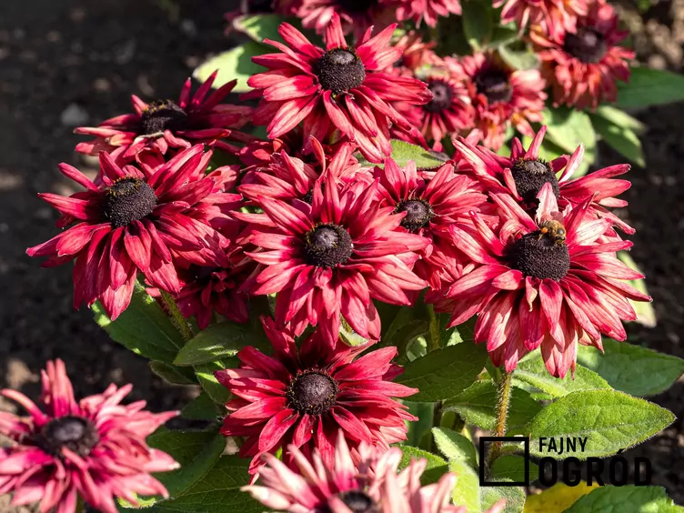 Rudbekia 'Cherry Brandy'