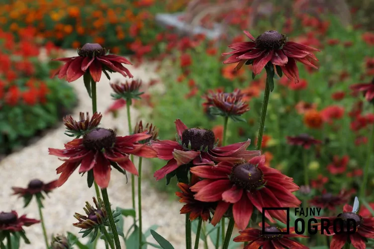 Rudbekia 'Cherry Brandy'