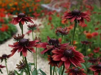 Rudbekia 'Cherry Brandy' - zdjęcie 4