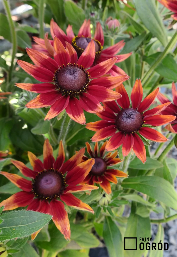 Rudbekia 'Cherry Brandy' - zdjęcie 5