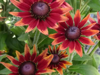 Rudbekia 'Cherry Brandy' - zdjęcie 5