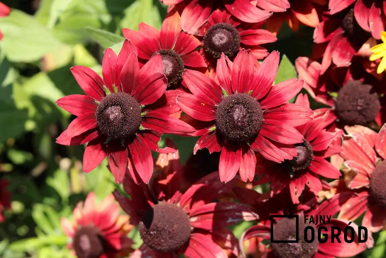 Rudbekia 'Cherry Brandy'