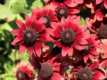 Ilustracja rośliny rudbekia 'cherry brandy'