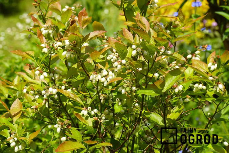 Borówka amerykańska 'Bonus'
