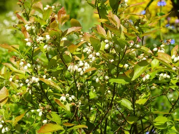 Borówka wysoka 'Bonus' - zdjęcie 2