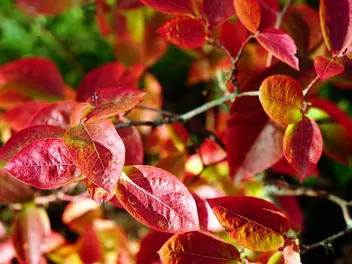 Borówka wysoka 'Bonus' - zdjęcie 3