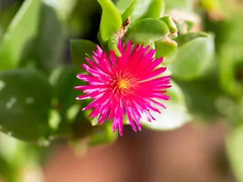 Aptenia sercowata - zdjęcie 2