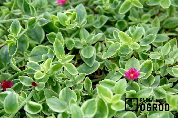 Przypołudnik sercolistny