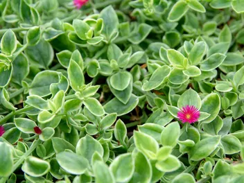 Aptenia sercowata - zdjęcie 3