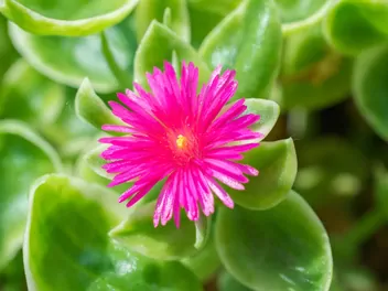 Aptenia sercowata - zdjęcie 4