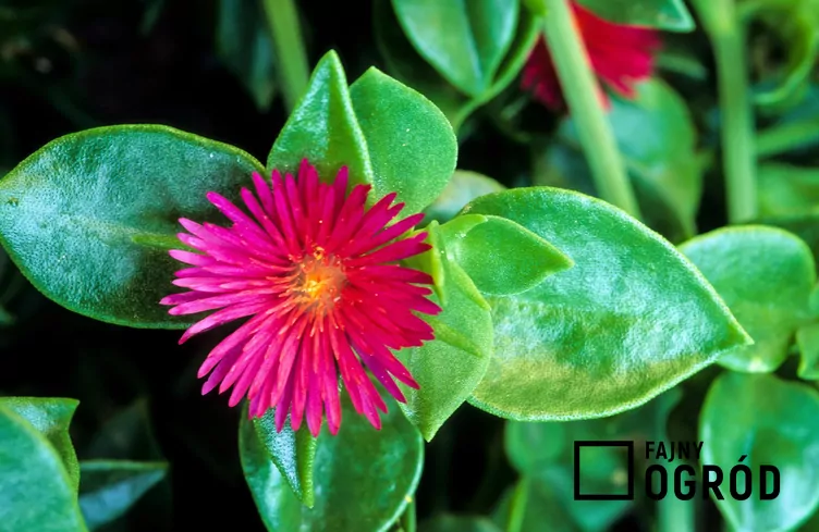 Aptenia sercowata - zdjęcie 5