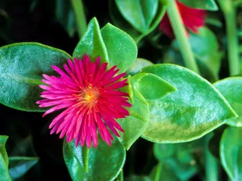 Aptenia sercowata - zdjęcie 5