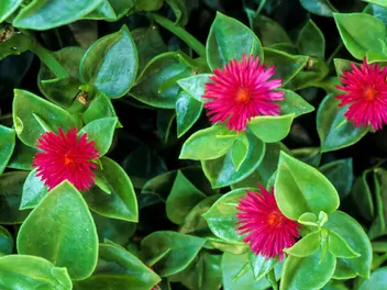 Ilustracja rośliny aptenia sercowata