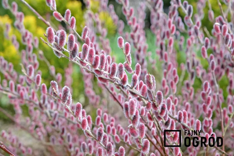 Wierzba smukłoszyjkowa