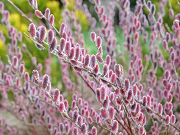 Ilustracja rośliny wierzba smukłoszyjkowa