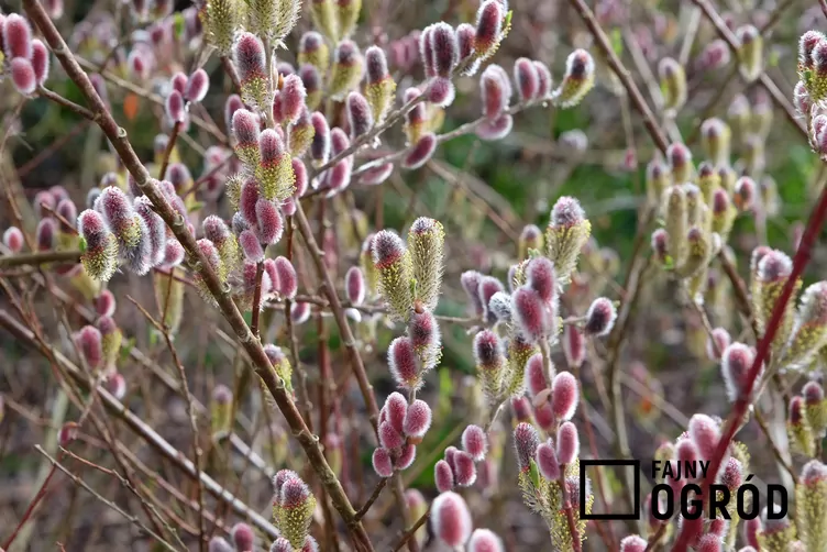 Wierzba smukłoszyjkowa