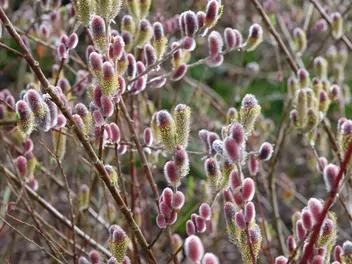 Wierzba smukłoszyjkowa - zdjęcie 2