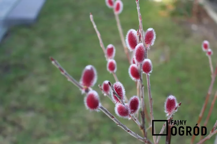 Wierzba smukłoszyjkowa