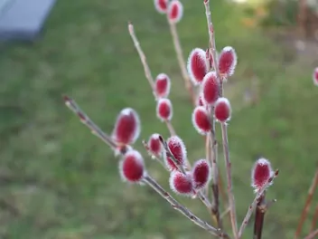 Wierzba smukłoszyjkowa - zdjęcie 3