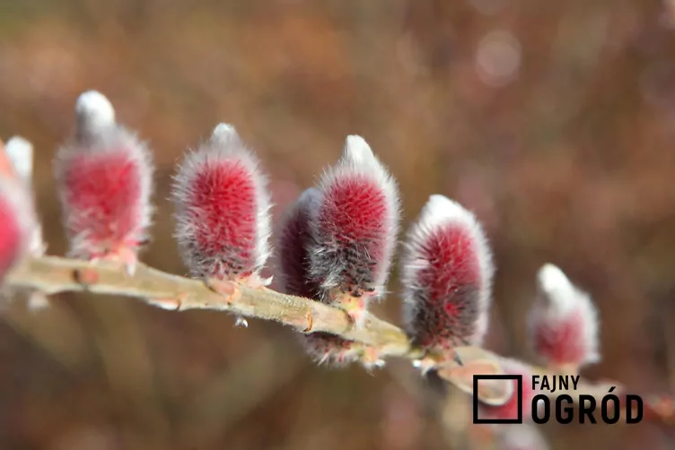 Wierzba smukłoszyjkowa