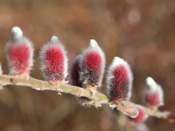 Wierzba smukłoszyjkowa - zdjęcie 4