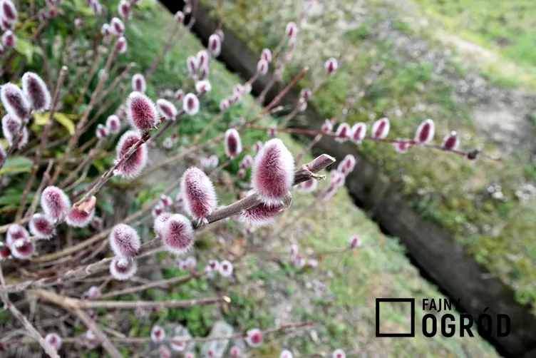 Wierzba smukłoszyjkowa - zdjęcie 5