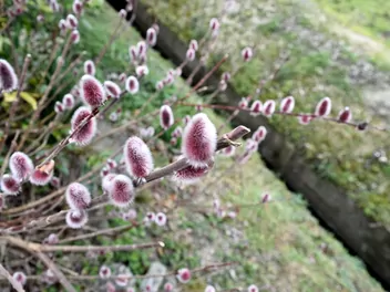 Wierzba smukłoszyjkowa - zdjęcie 5